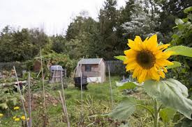 Hungerford Arcade Stuart Article Allotment June 2016