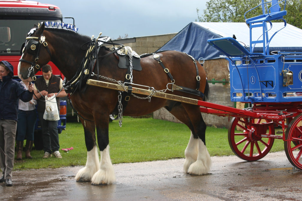 Shire Horse