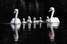 Hungerford Arcade Swan Upping Sept 2018