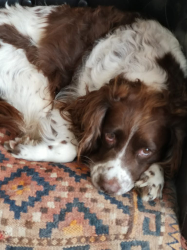 A Four Legged Friend Blog May 2019