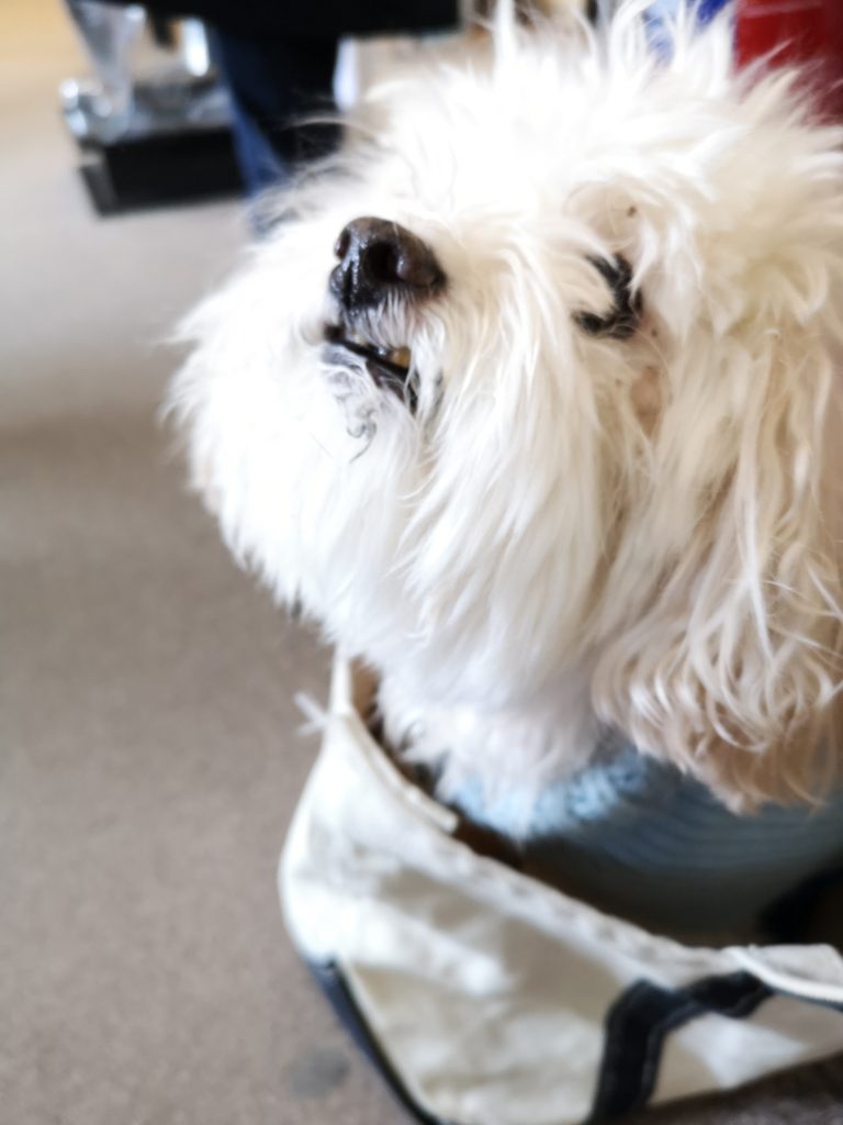 A four legged friend blog May 2019